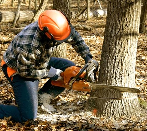 Tree Removal in Paint Bank, VA